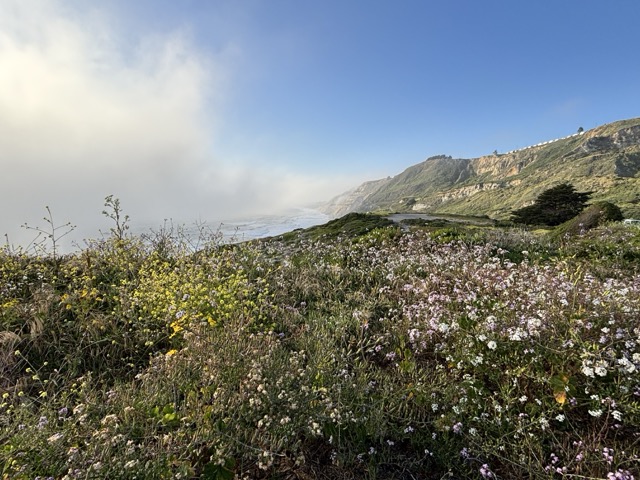 View from Mussel Rock with wildflowers in bloom